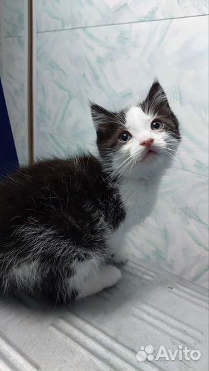 Котенок мальчик