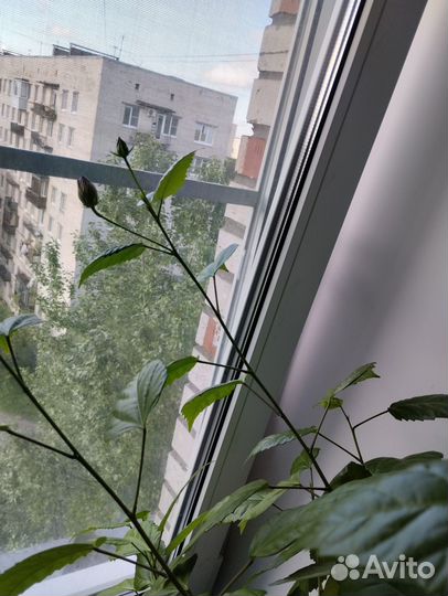 Гибискус или Китайская роза