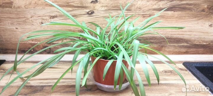 Хлорофитум