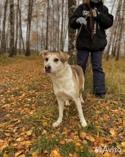 Спасите Милку из приюта