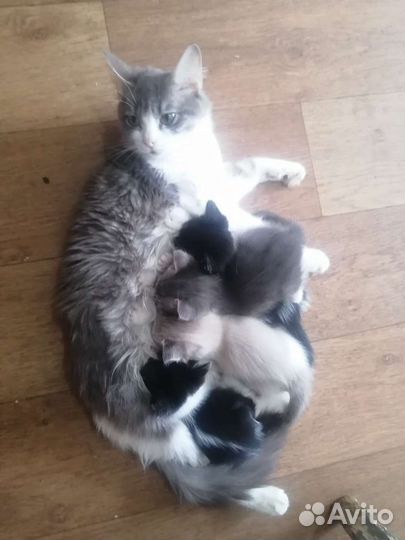 Котята в добрые руки, в лоток ходят