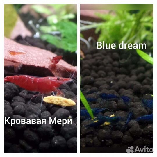 Креветки