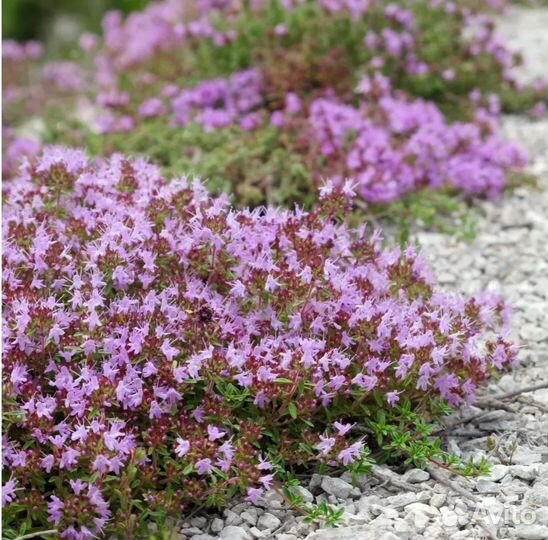 Тимьян ползучий