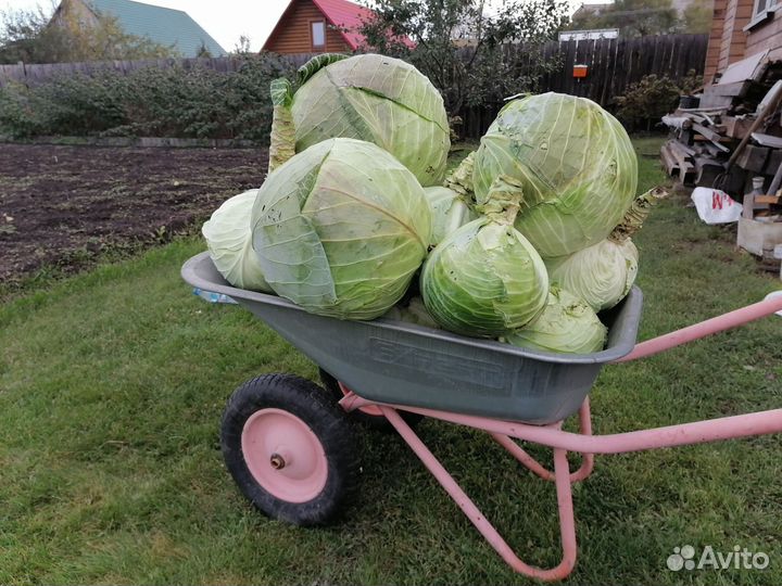 Капуста белокочанная засолочная, капуста цветная