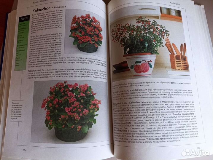 Комнатные растения справочник