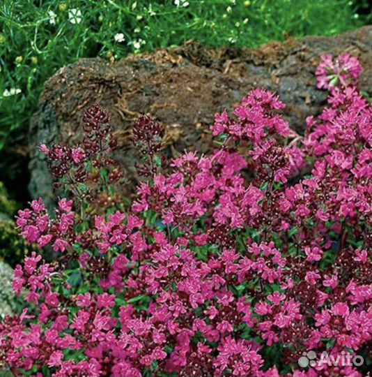 Ревень/Мелисса/Мята/Чабрец