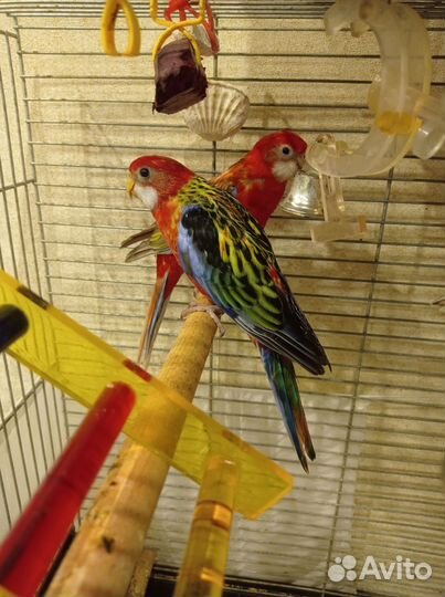 Розеллы птенцы