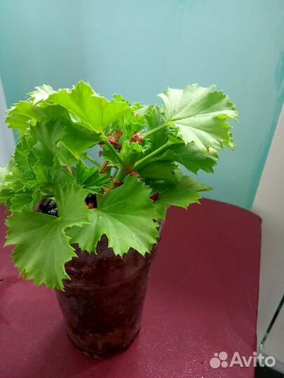 Эписция,королевская пеларгония