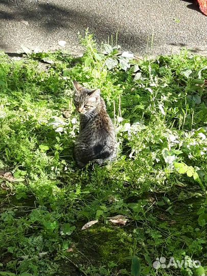 Котята бесплатно