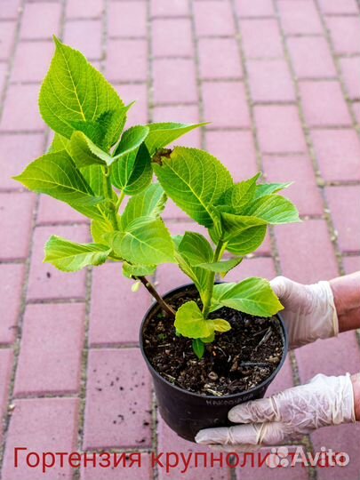 Гортензия черешковая, крупнолистная, Невеста