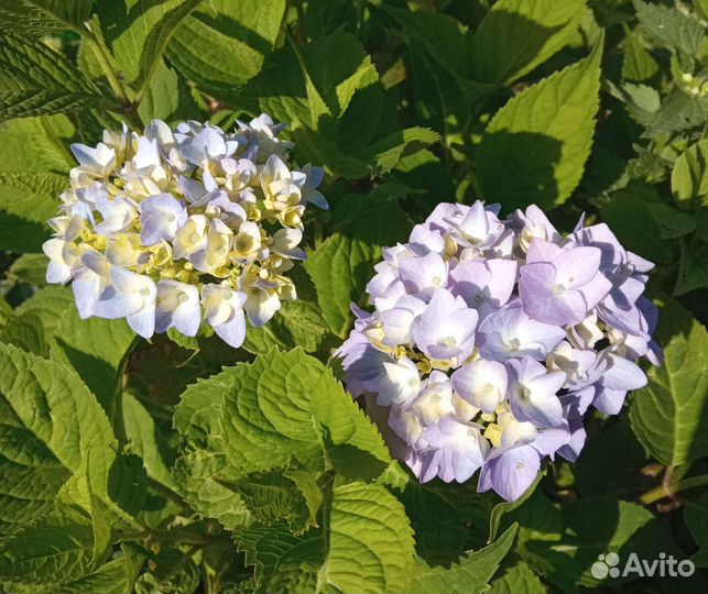 Гортензия Bailmer