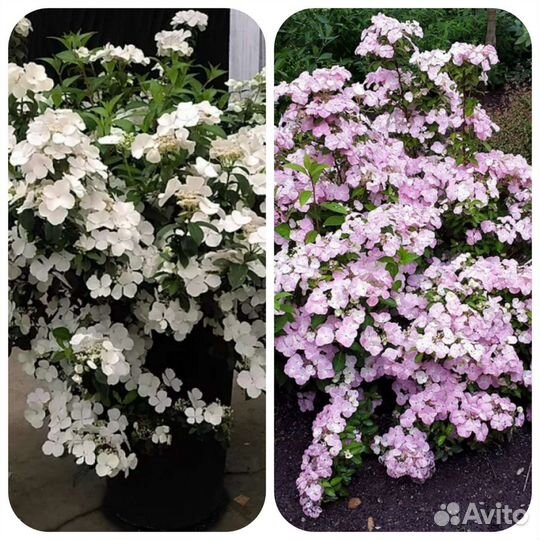 Гортензии Сбежавшая невеста