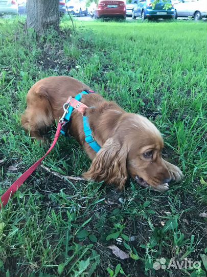 Выгул собак