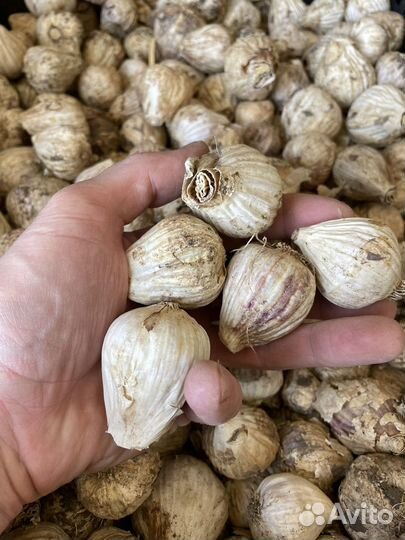 Чеснок коллекционный