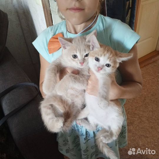 Котята в добрые руки