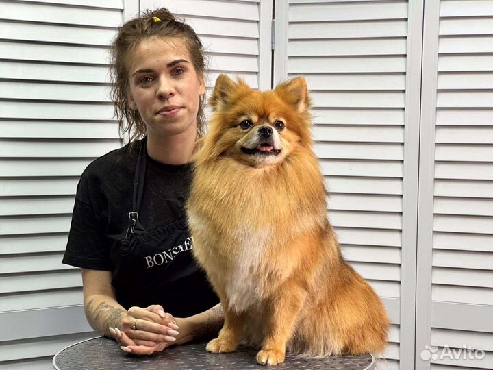 Стрижка собак бесплатно