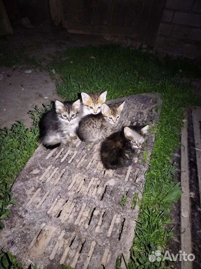 Отдам бесплатно