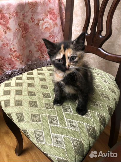 Котенок Бесплатно