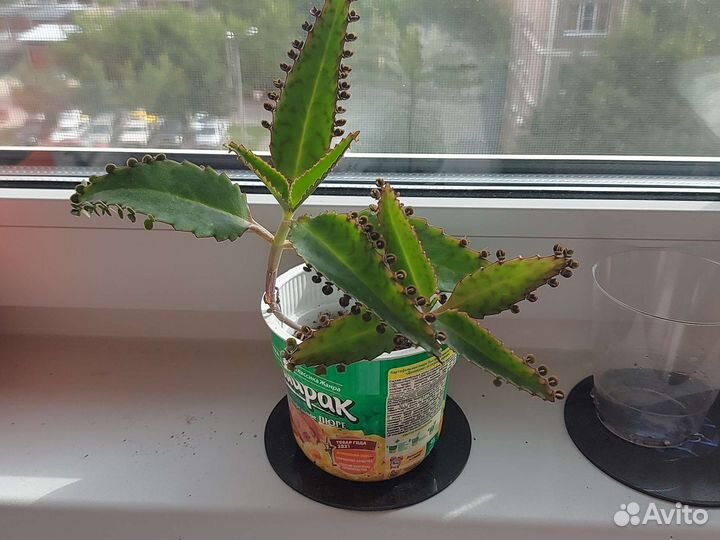 Каланхоэ лечебное