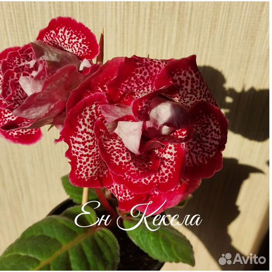 Стрептокарпусы и глоксинии