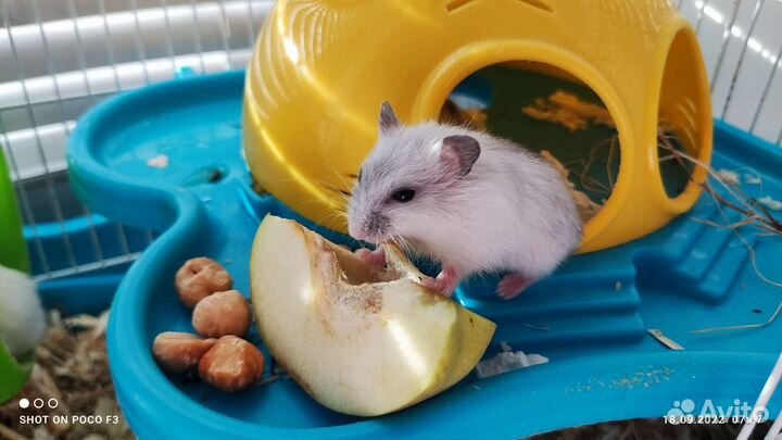 Хомяк джунгарский