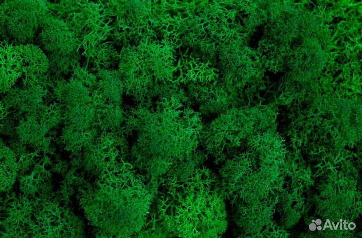 Мох стабилизированный розница и опт