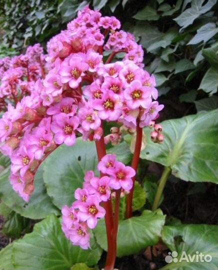 Бадан толстолистный