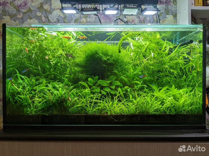 Роголистник