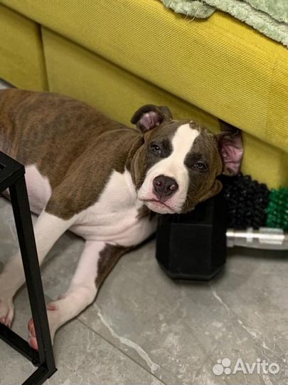 Племенной кобель Стаффордширский терьер вязка