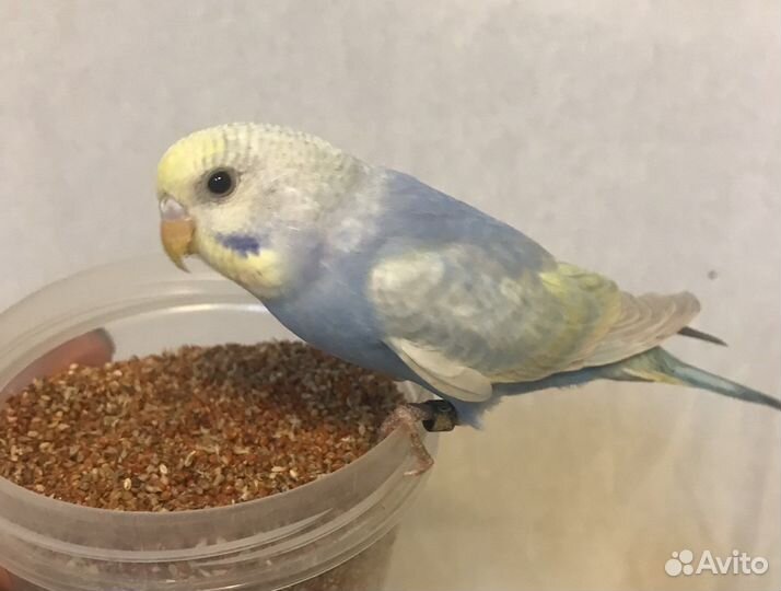 Птенчики волнистых попугаев красивые окрасы