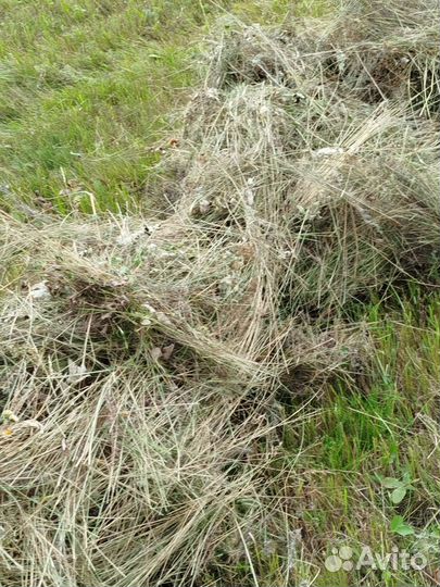 Продам сено в рулонах