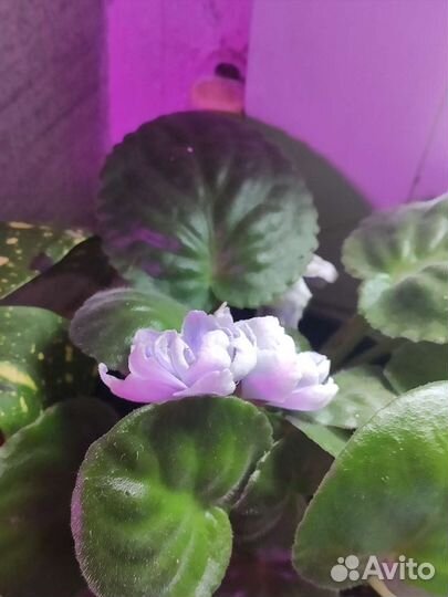 Комнатные цветы фиалки