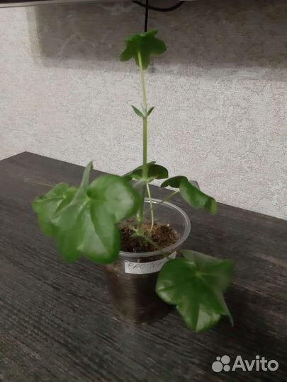 Герань пеларгония плетистая