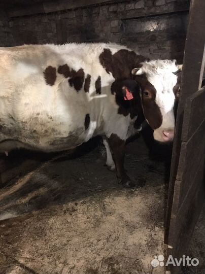 Коровы дойные молочные