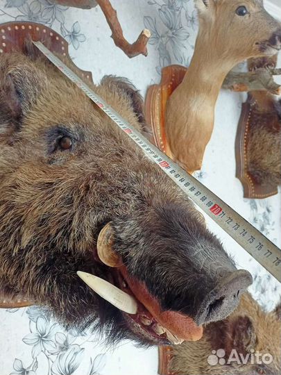 Голова кабана