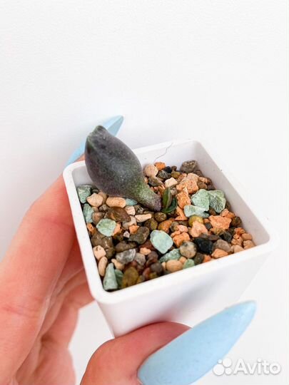 Адромискус Антидоркатум (Суккулент)