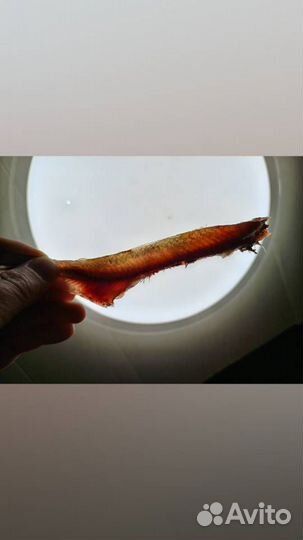 Вобла Астраханская