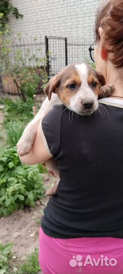 Девочка в беде