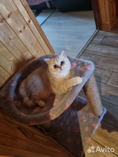 Британская шиншилла