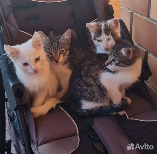 Отдам в добрые руки