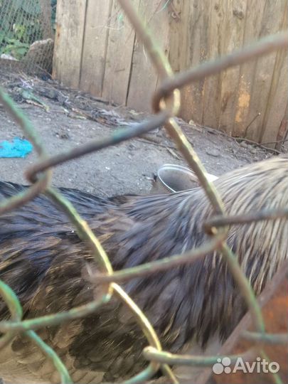 Сильверудд блу