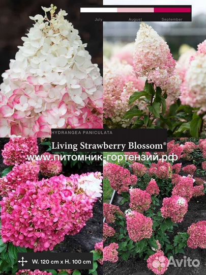 Самые эффекные малиновые сорта гортензии мет