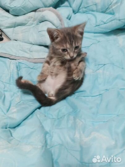 Шотладские вислоухие котята