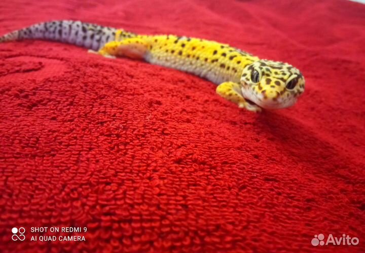 Геккон эублефар