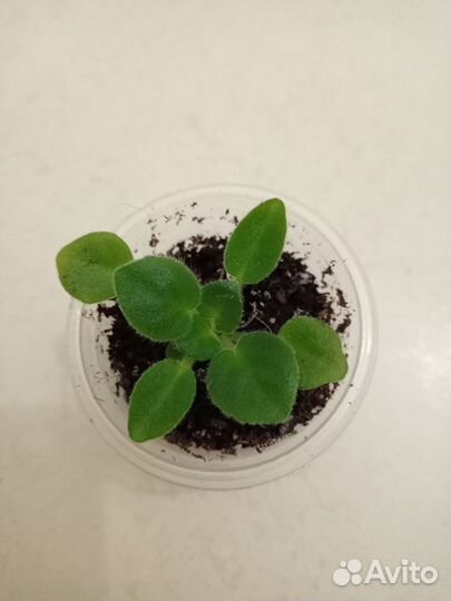 Фиалка Rob's Cotton Ball