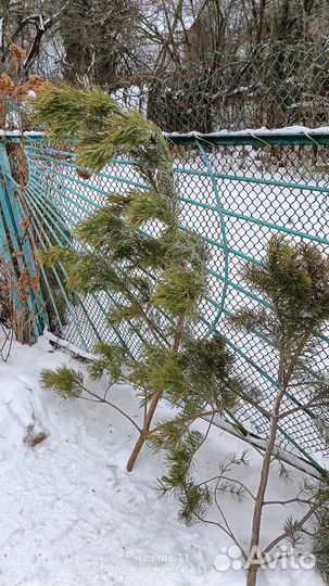 Лапник сосны