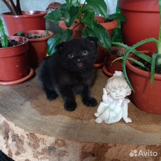 Шотландские малыши