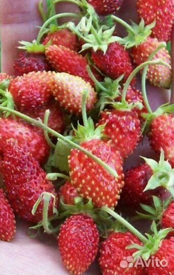 Саженцы земляники безусой ремонтантной