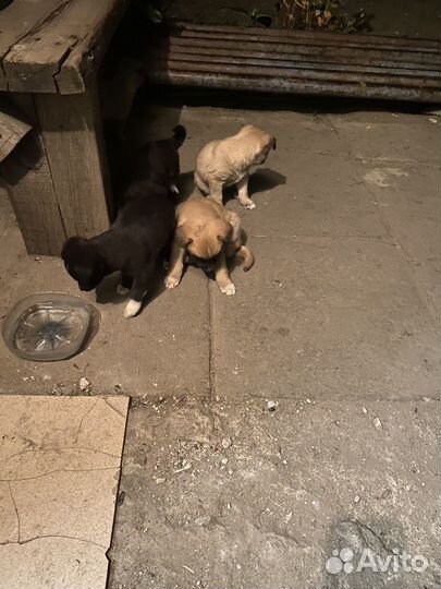 Щенки