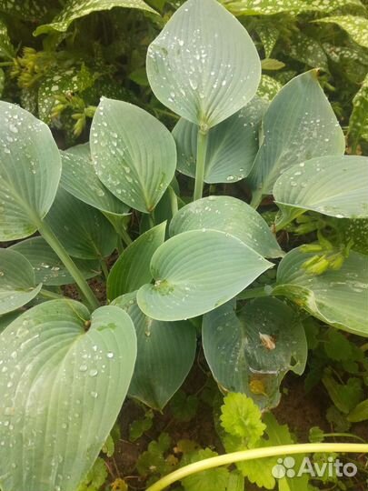 Саженцы хосты